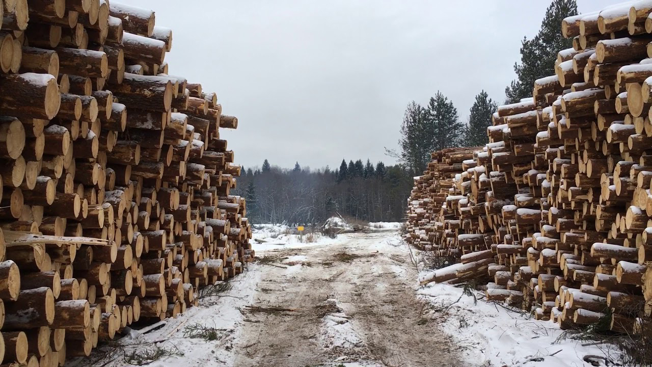 сортировка леса